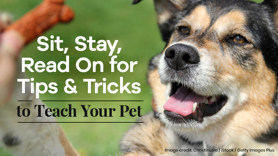 Sit, Stay, Read On for Tips and Tricks to Teach Your Pet | Metcalf 107 ...