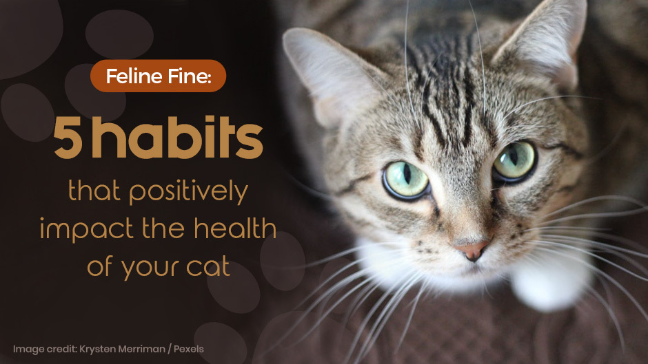 5 habits that positively impact the health of your cat