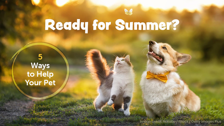 Ready for Summer!  5 Ways to Help Your Pet