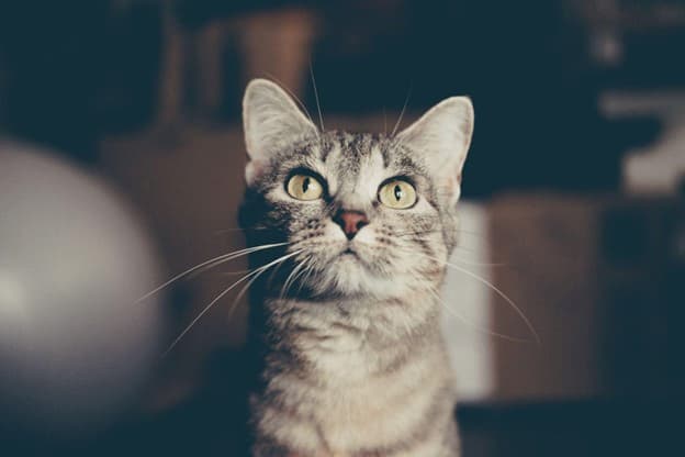 Taking Care of Your Feline: How Regular Veterinary Visits Can Improve Your Cat’s Life